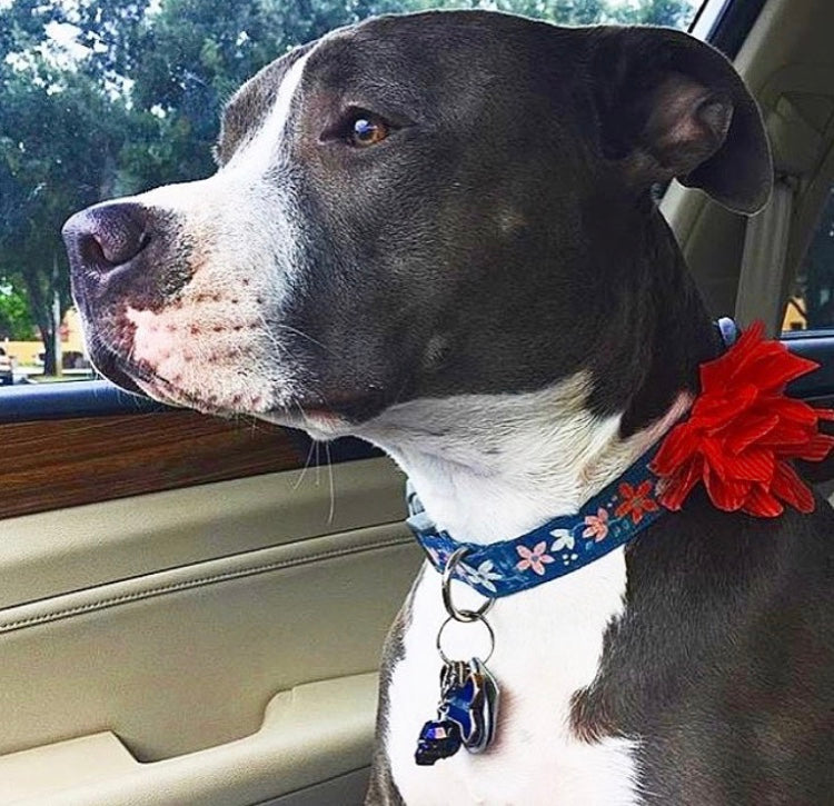 Swarovski crystal dog collar charms cheap